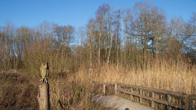 Image shows winter trees along the boardwalk at Calke Explore